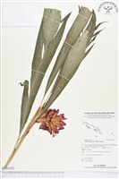 紅花月桃藏品圖，第1張