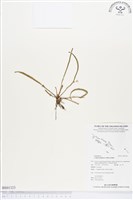 登錄號:BS01323藏品圖，第1張