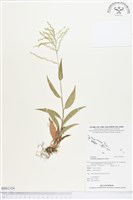 假淡竹葉藏品圖，第1張