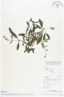 登錄號:BS01326藏品圖，第1張