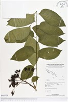 登錄號:BS01328藏品圖，第1張