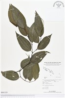 登錄號:BS01329藏品圖，第1張