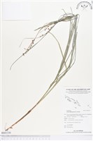 石果珍珠茅藏品圖，第1張