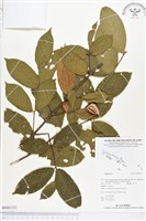 登錄號:BS01331藏品圖，第1張