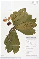 登錄號:BS01332藏品圖，第1張