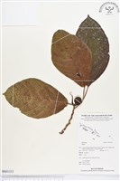 登錄號:BS01333藏品圖，第1張