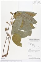 登錄號:BS01335藏品圖，第1張