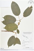 登錄號:BS01336藏品圖，第1張