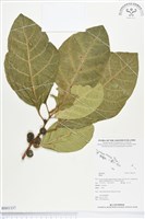 登錄號:BS01337藏品圖，第1張