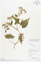 小花蔓澤蘭藏品圖，第1張