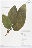 登錄號:BS01341藏品圖，第1張