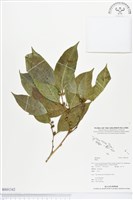 登錄號:BS01342藏品圖，第1張