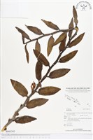 登錄號:BS01343藏品圖，第1張