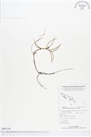 登錄號:BS01345藏品圖，第1張