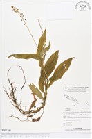 登錄號:BS01346藏品圖，第1張