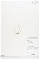 登錄號:BS01347藏品圖，第1張