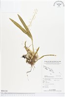 長腳羊耳蒜、長耳蘭藏品圖，第1張