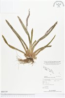 登錄號:BS01349藏品圖，第1張