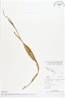 登錄號:BS01351藏品圖，第1張