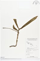 登錄號:BS01352藏品圖，第1張