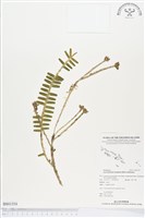 登錄號:BS01354藏品圖，第1張