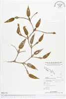 登錄號:BS01356藏品圖，第1張