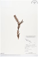 登錄號:BS01357藏品圖，第1張