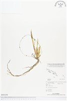 登錄號:BS01358藏品圖，第1張