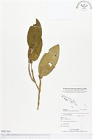 木斛、鬚唇暫花蘭藏品圖，第1張