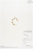 登錄號:BS01363藏品圖，第1張