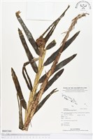 登錄號:BS01364藏品圖，第1張