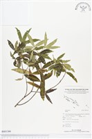 登錄號:BS01366藏品圖，第1張