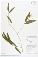 登錄號:BS01367藏品圖，第1張