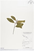 登錄號:BS01369藏品圖，第1張