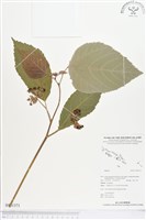 登錄號:BS01371藏品圖，第1張