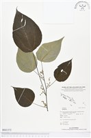 登錄號:BS01372藏品圖，第1張