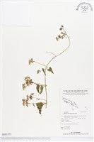 小花蔓澤蘭藏品圖，第1張