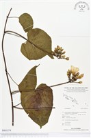 登錄號:BS01374藏品圖，第1張