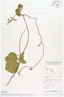 登錄號:BS01375藏品圖，第1張