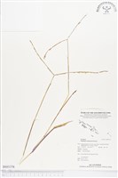 兩耳草藏品圖，第1張