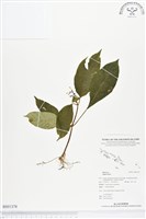 登錄號:BS01378藏品圖，第1張