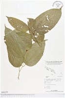 登錄號:BS01379藏品圖，第1張