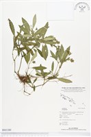 登錄號:BS01380藏品圖，第1張