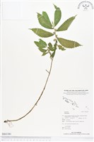 登錄號:BS01381藏品圖，第1張