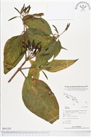 登錄號:BS01382藏品圖，第1張