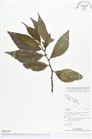 登錄號:BS01383藏品圖，第1張