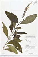 登錄號:BS01384藏品圖，第1張