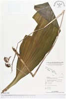 白鶴蘭藏品圖，第1張