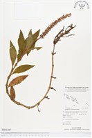 登錄號:BS01387藏品圖，第1張