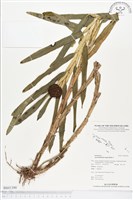 登錄號:BS01390藏品圖，第1張